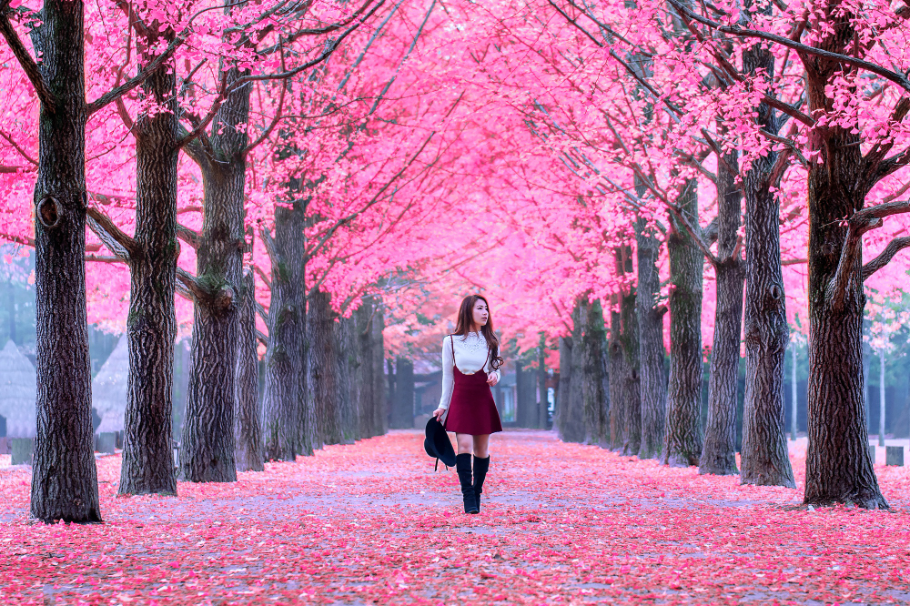 Belle fille aux feuilles roses dans l'île de Nami, Corée du Sud